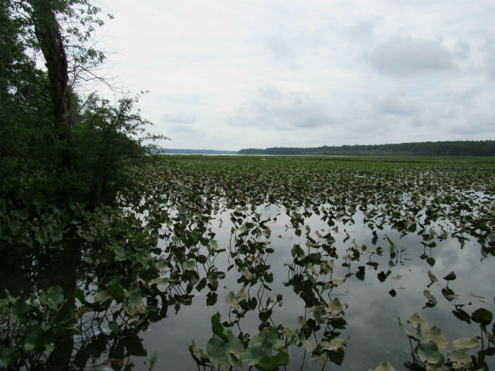 Herp Habitat